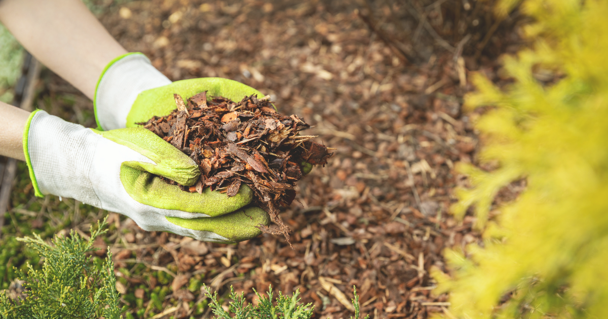 Best Mulching Techniques for Heat Resilience.png