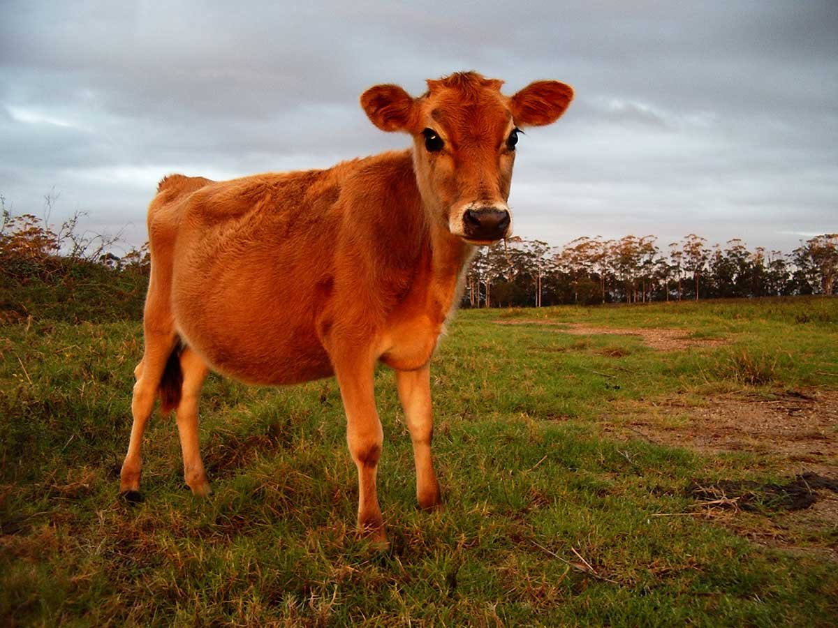 Eight Connections between the Red Heifer and Redemption | Read | Messiah Online | FFOZ