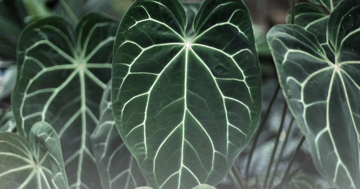 Anthurium Crystallinum.png