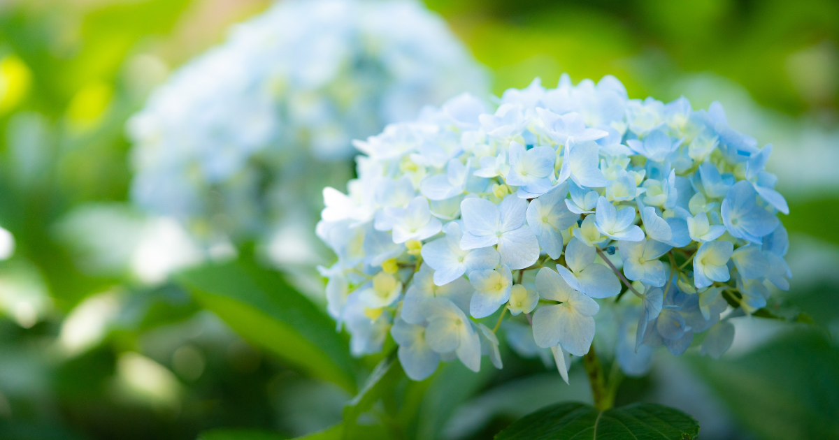 Hydrangeas.png