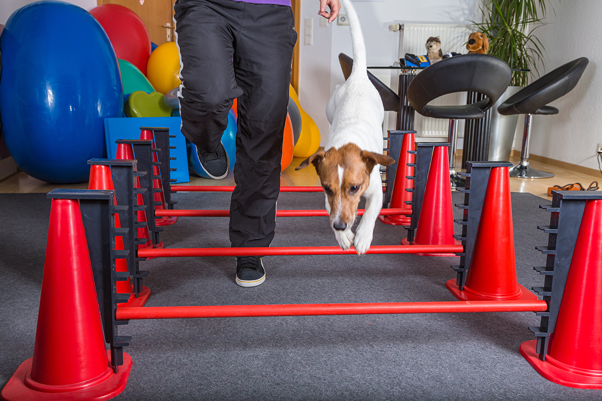 Choosing Canine Rehab Exercise Equipment