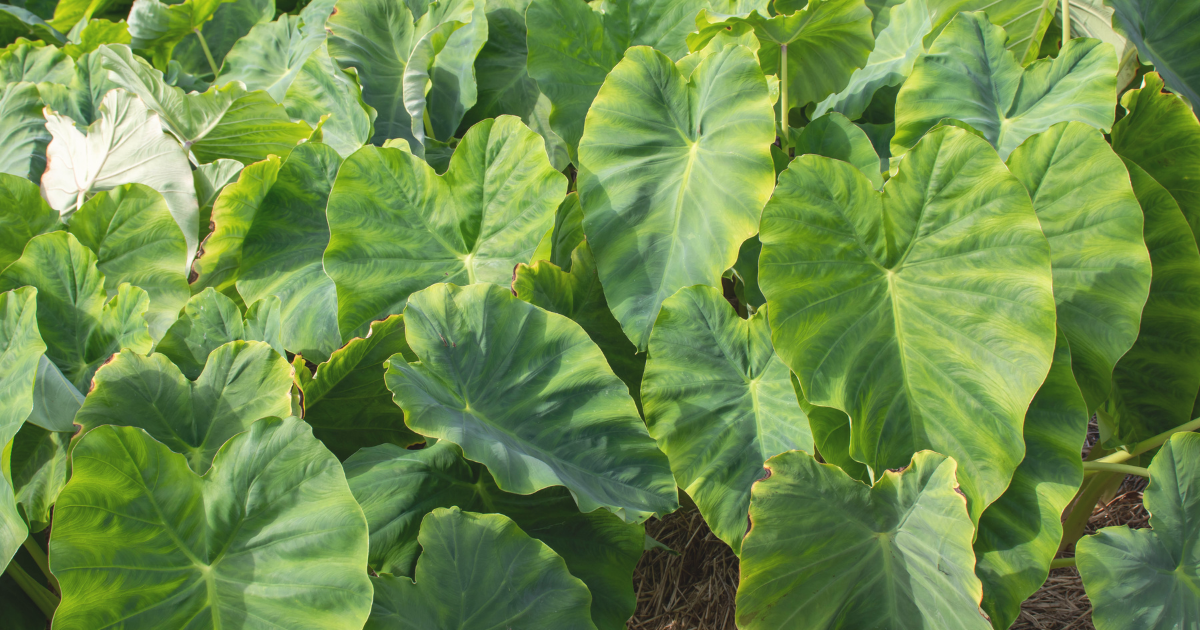 Colocasia ‘Tea Cup’.png