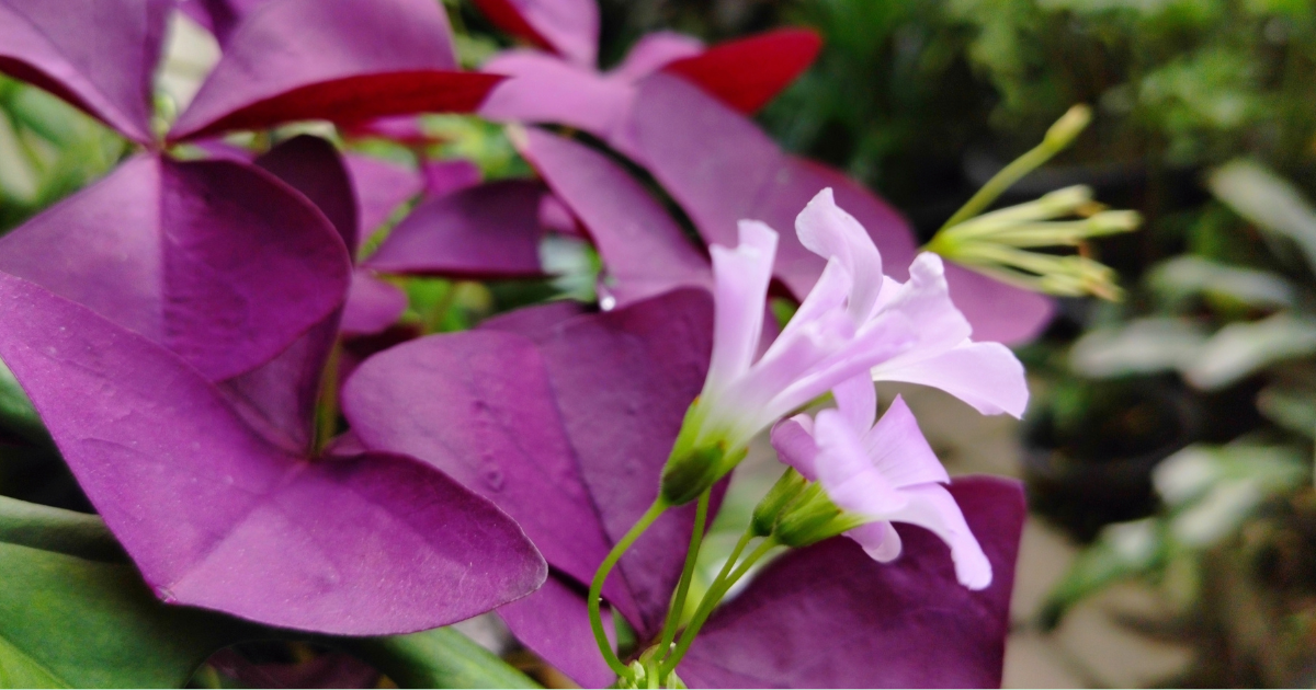 Oxalis triangularis (1).png