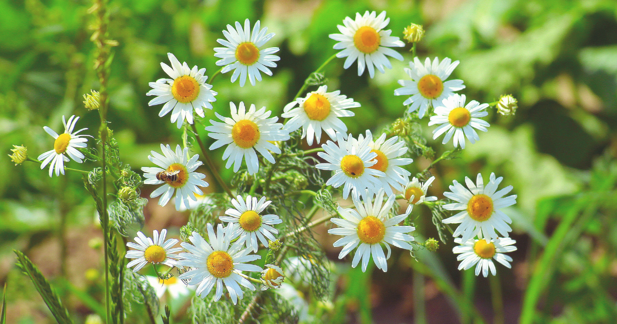 Chamomile.png