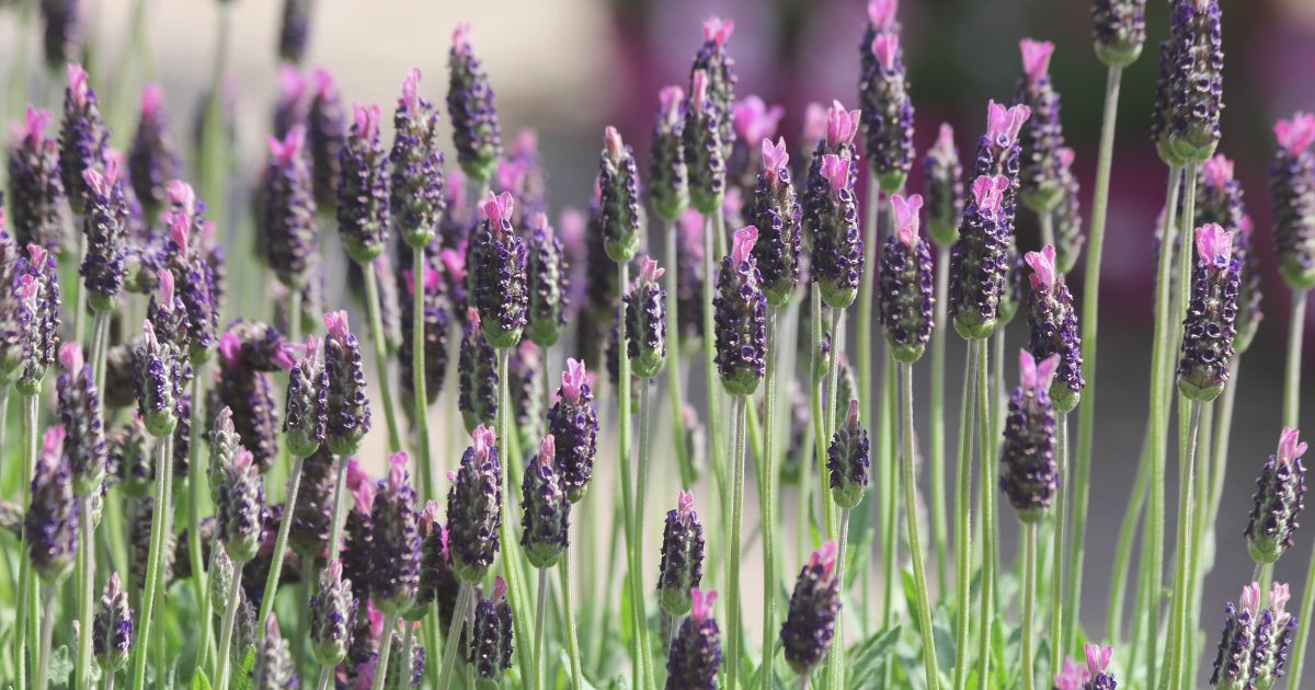 french-lavender.jpg