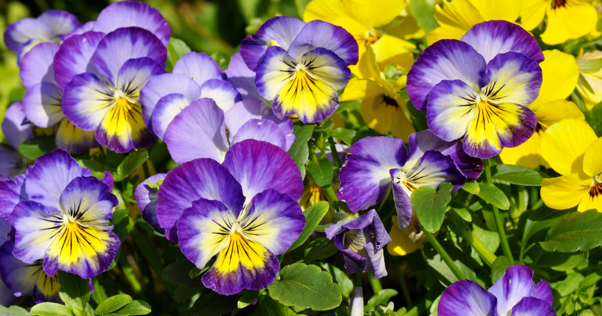 Pansies .png