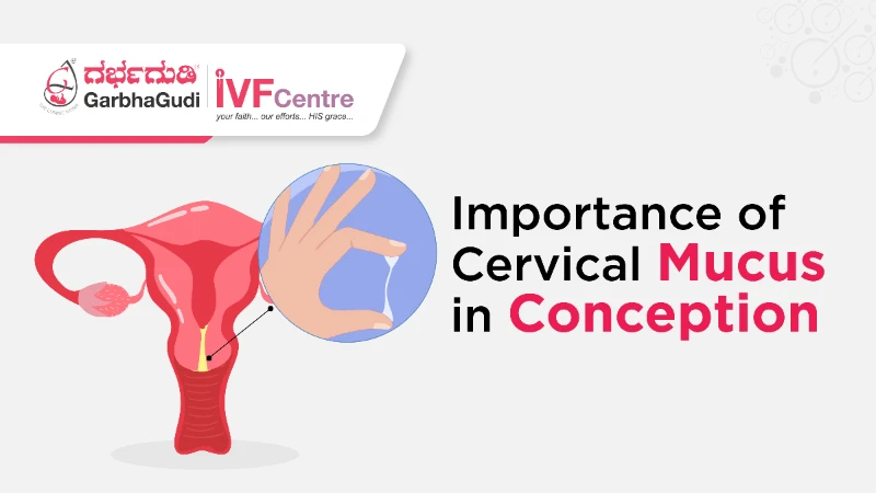 Understanding the Importance of Cervical Mucus in Conception