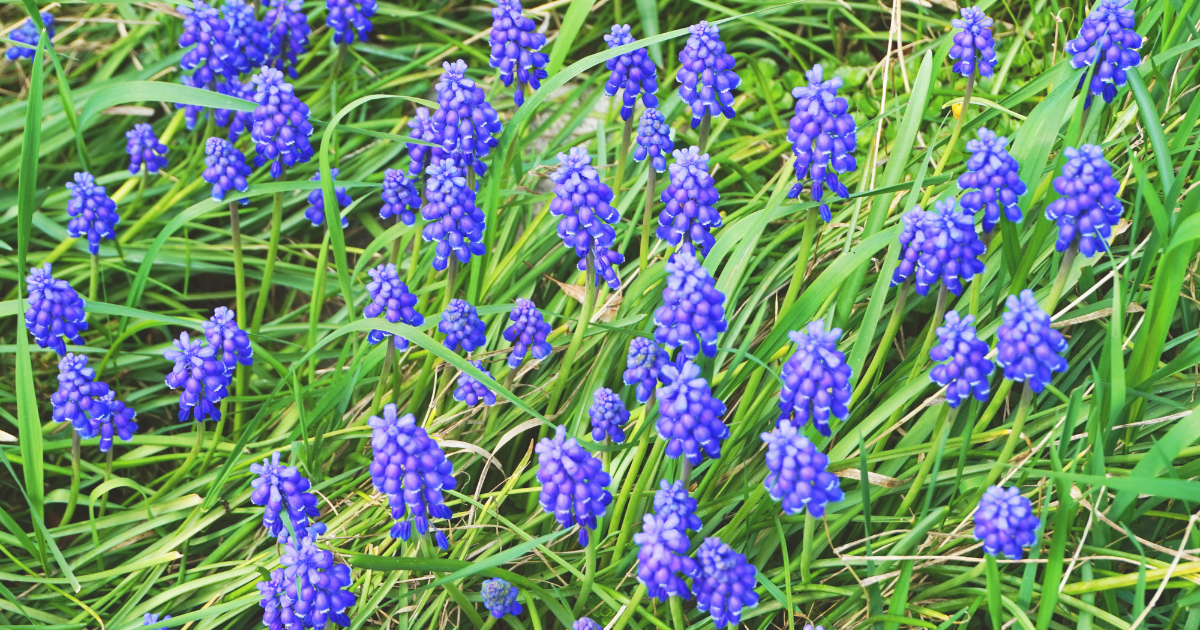 Grape Hyacinth.png