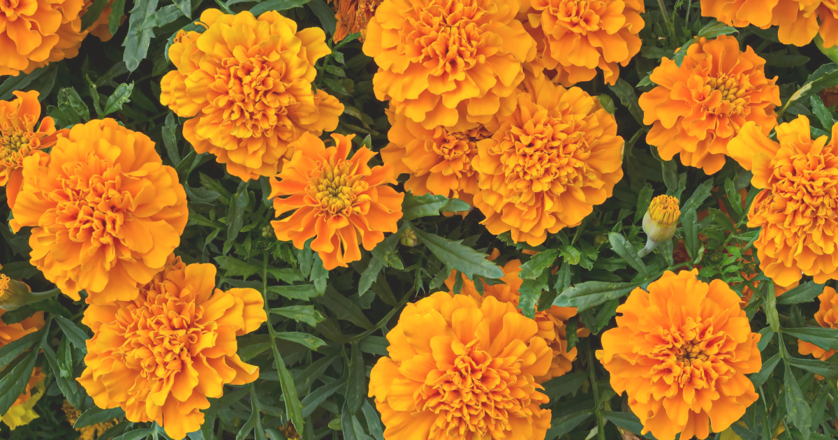 Flowers to Plant in May for Summer Color.png