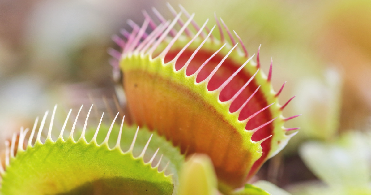 Venus Flytrap.png