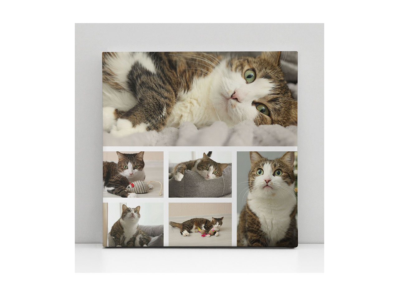  A canvas featuring a collage of six images of a cute cat in different poses
