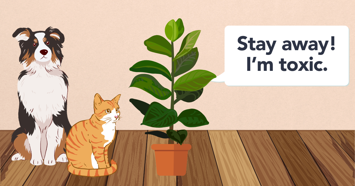 are rubber plants pet friendly.png