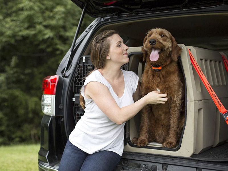 Dog car crate outlet crash proof