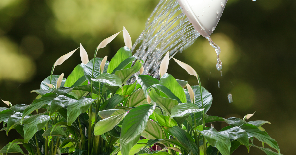 Adjusting Watering Practices.png