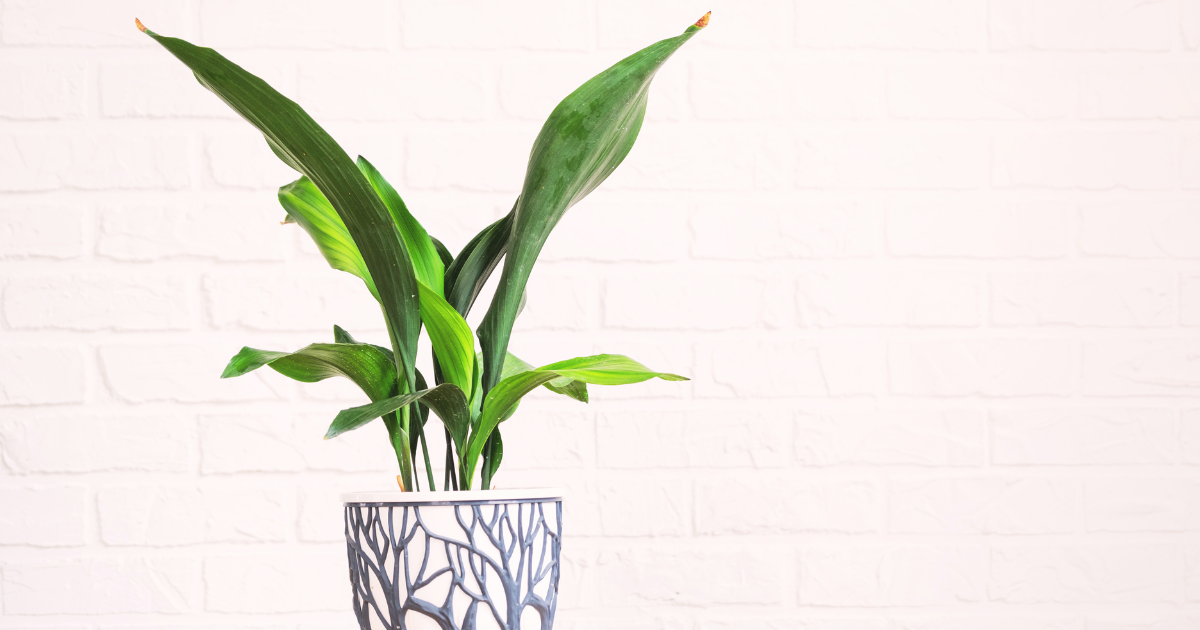 CAST IRON PLANT.png