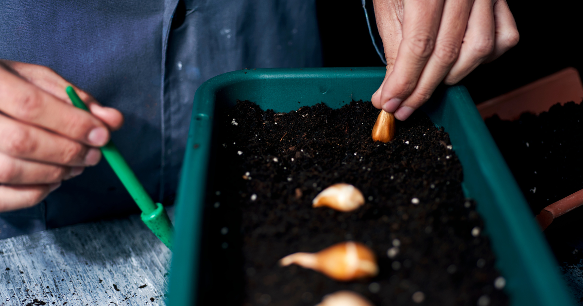 planting Tulip soil.png