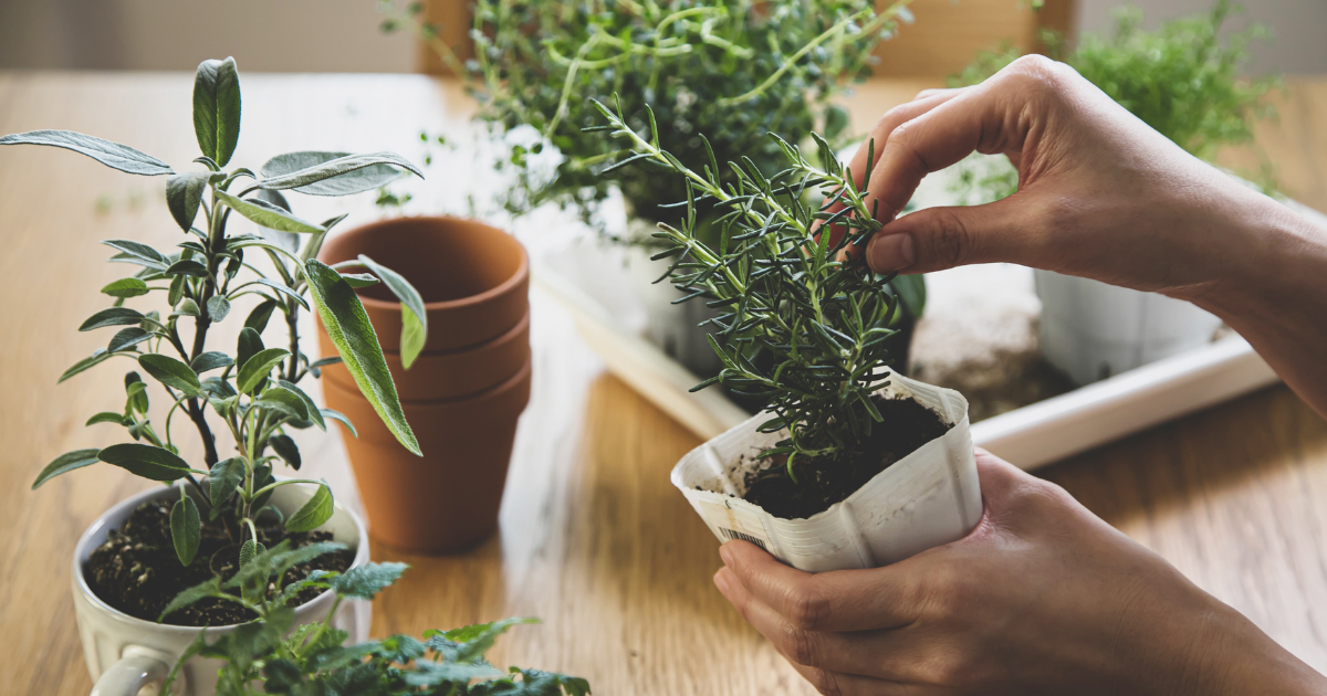 harvesting herbs.png