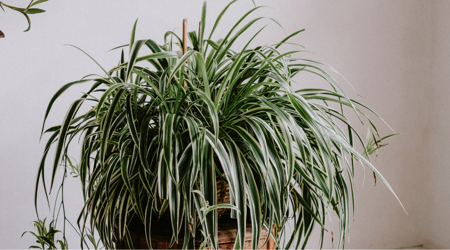 is spider plant toxic to dogs