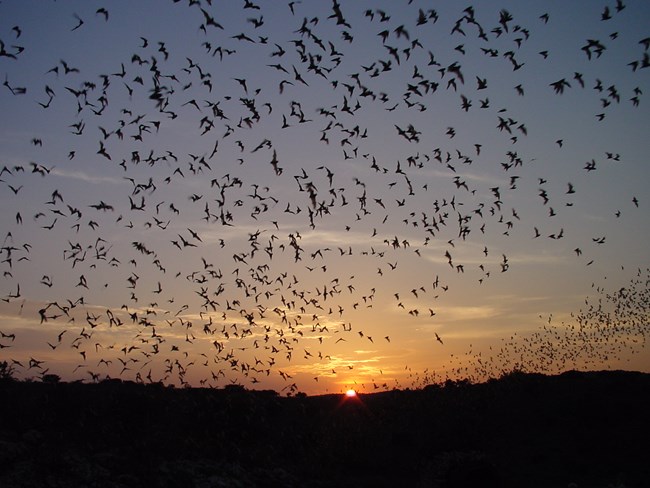 Hundreds of bats ascending into the dusk sky