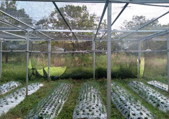 Greenhouse Wangsakerta