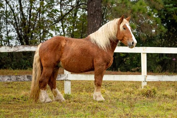 Cavalo: características, raças, importância - Brasil Escola