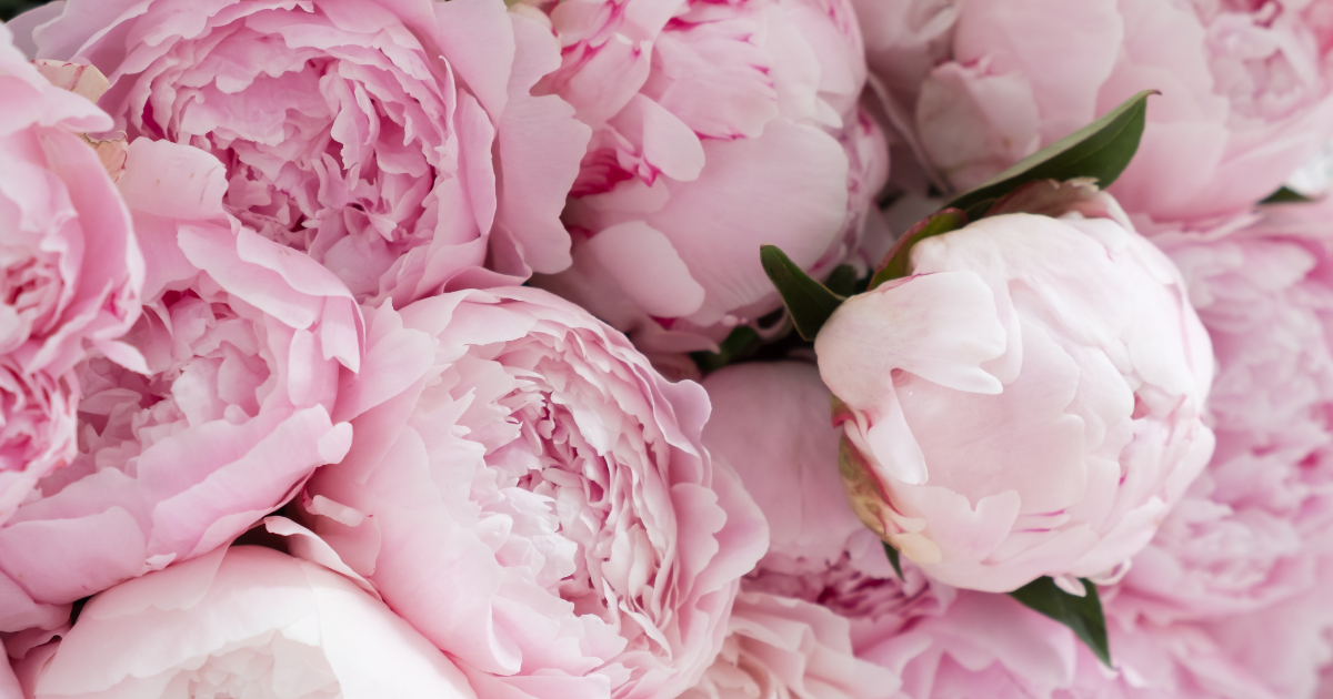 Peonies.png