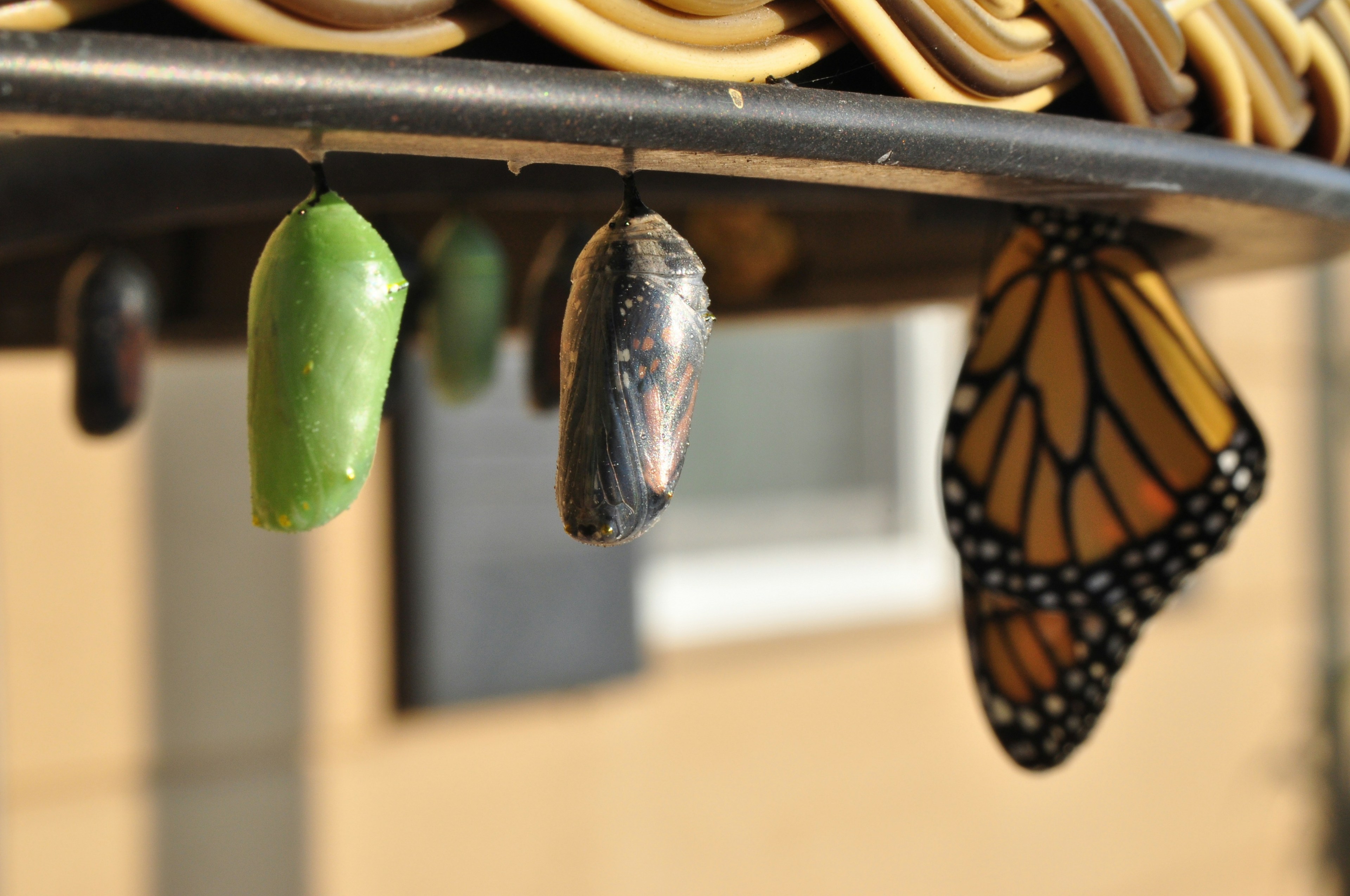 Three pupas, a new green chrysalis coloration, one that’s about ready to emerge, and a butterfly that’s already come out