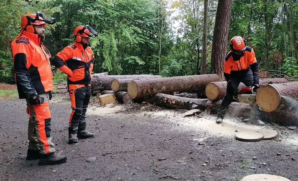 Team next to felled trees 