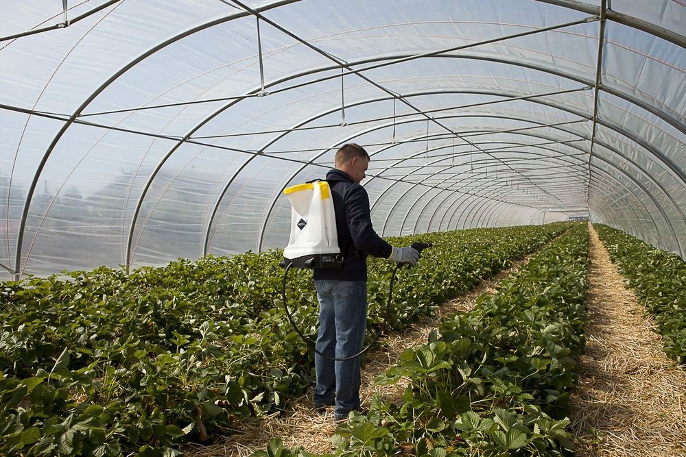 Backpack sprayer being used by a man in the greenhouse