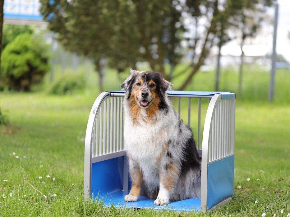 Large dog in a dog crate standing in the countryside.