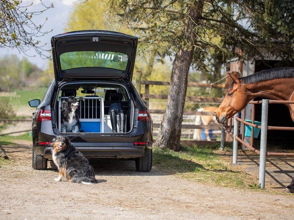 Photograph of a dog crate in a parked car and two dogs