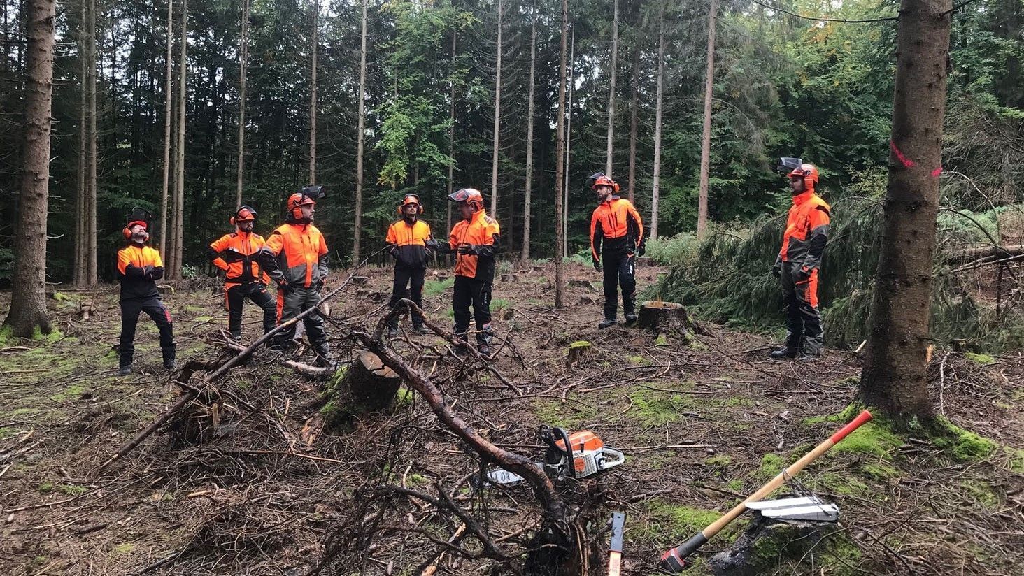 Team stands in the forest and cuts down trees