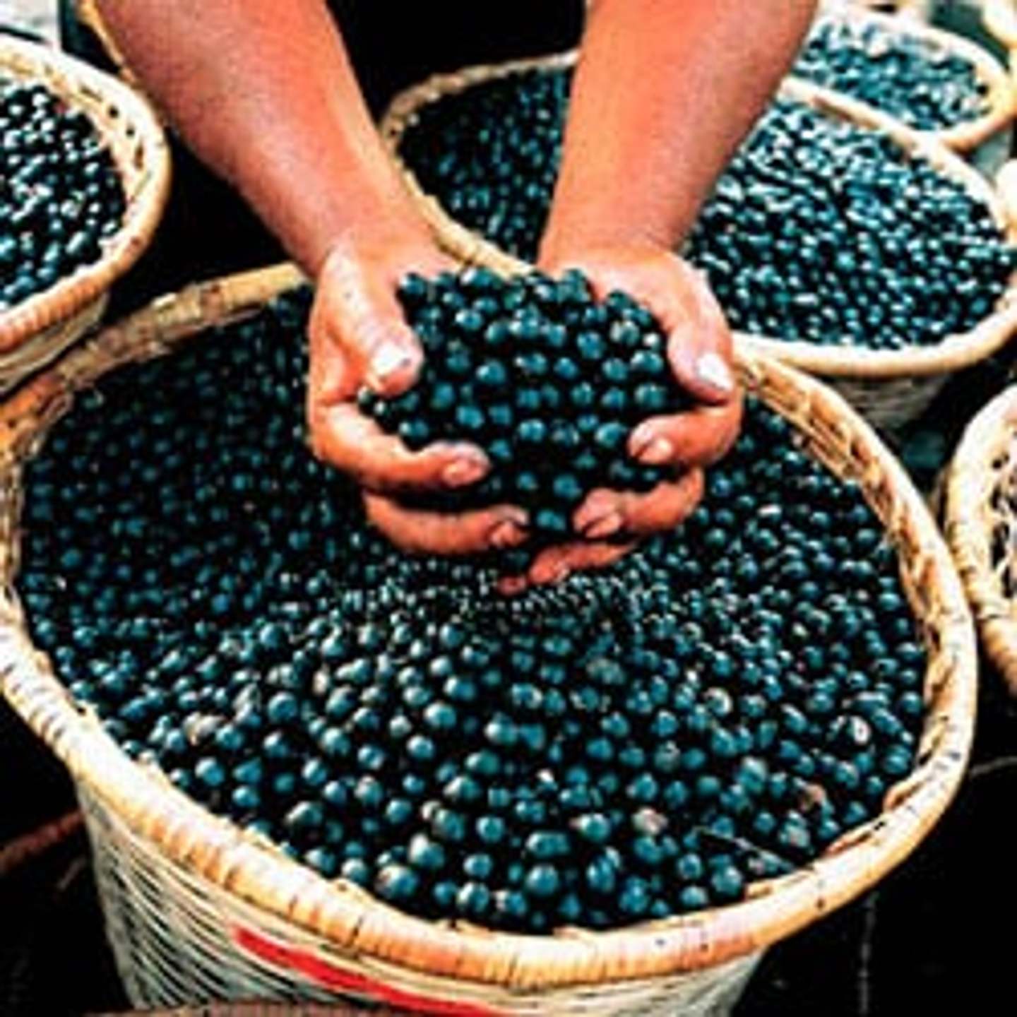 Dried shop acai berries