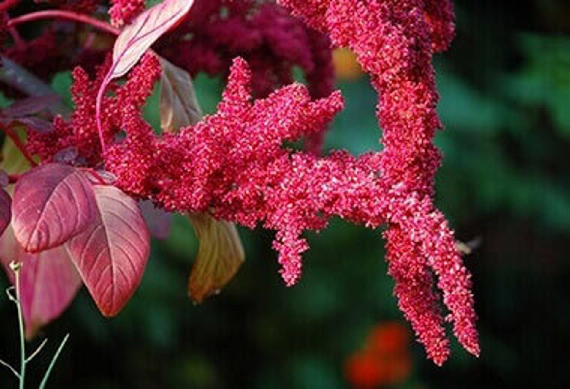 Amaranth