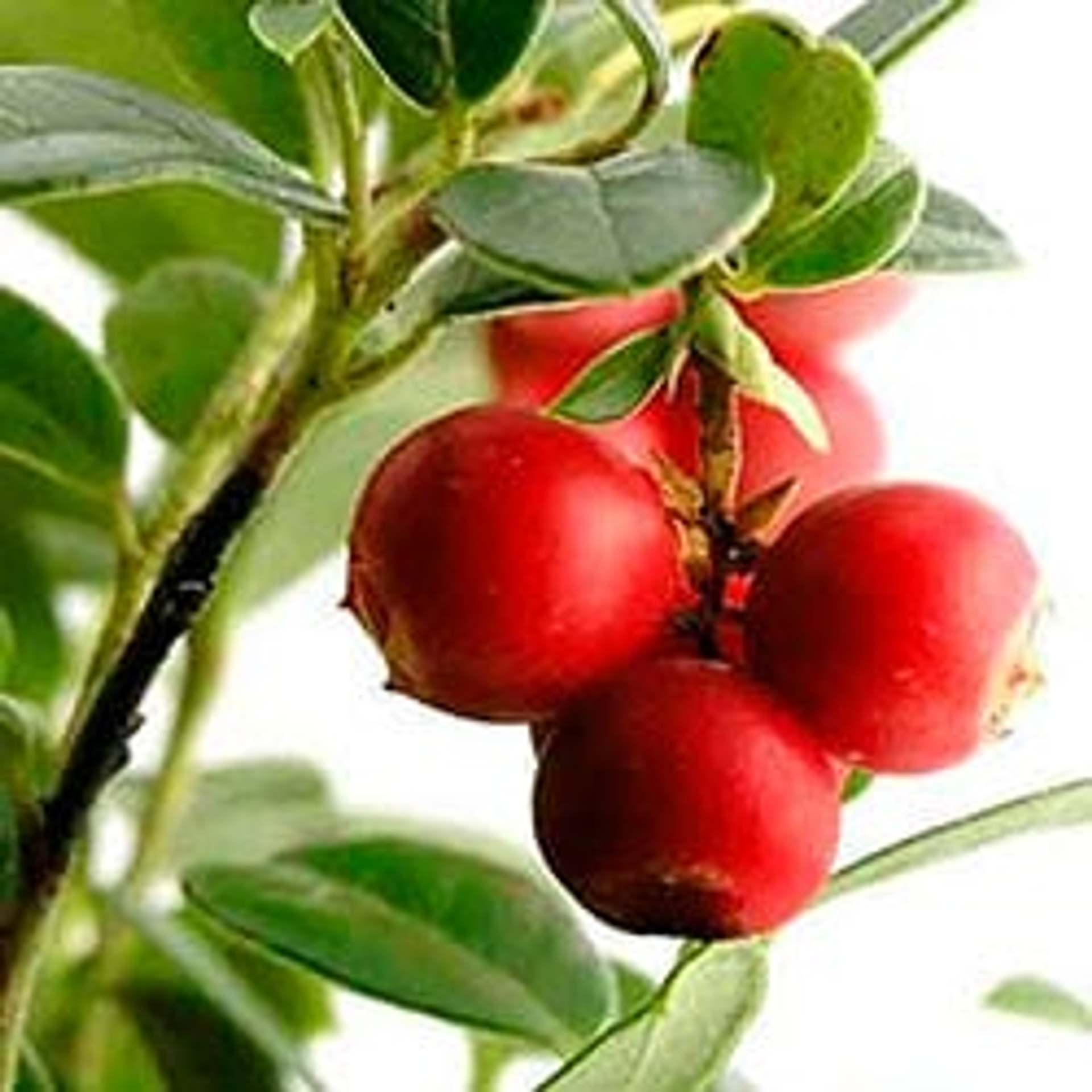 Camu Camu, an excellent source of natural vitamin C from Peru, has many health benefits without any side effects. Use camu camu to ward off colds and other infections.