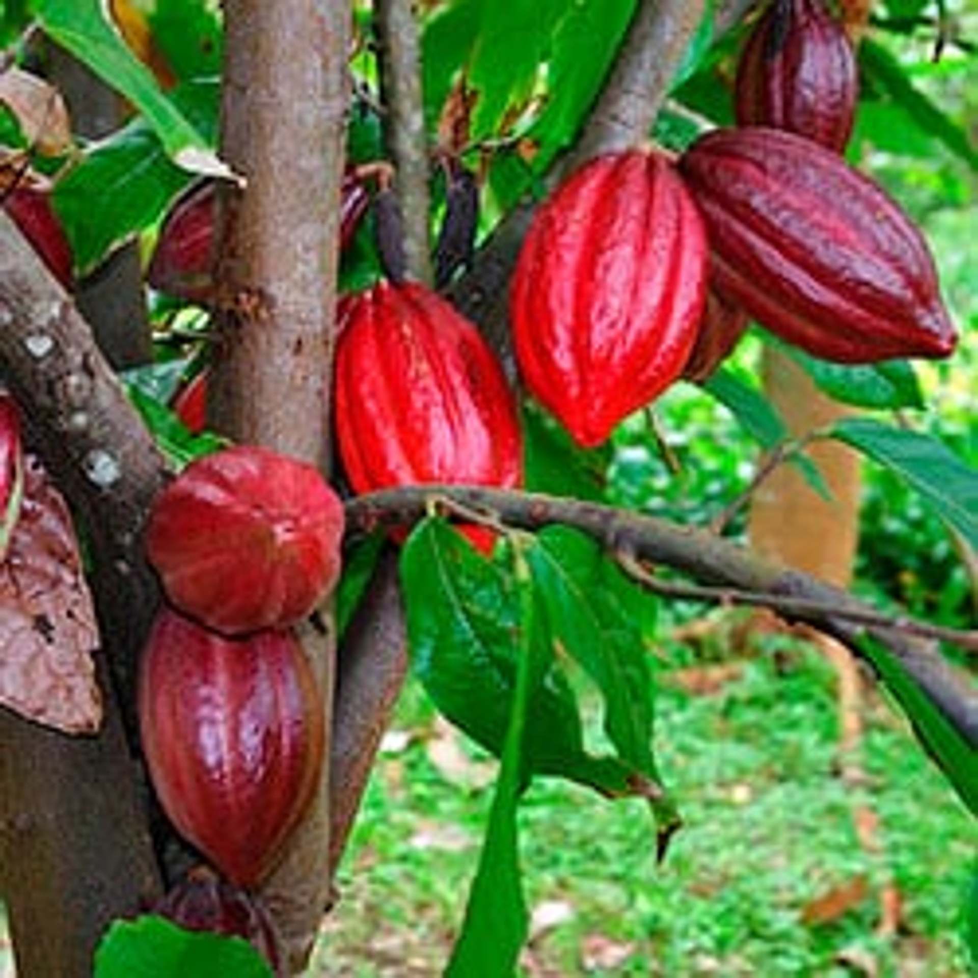 Kakao ist ein köstliches Superfood, welches Sie jeden Tag genießen können.