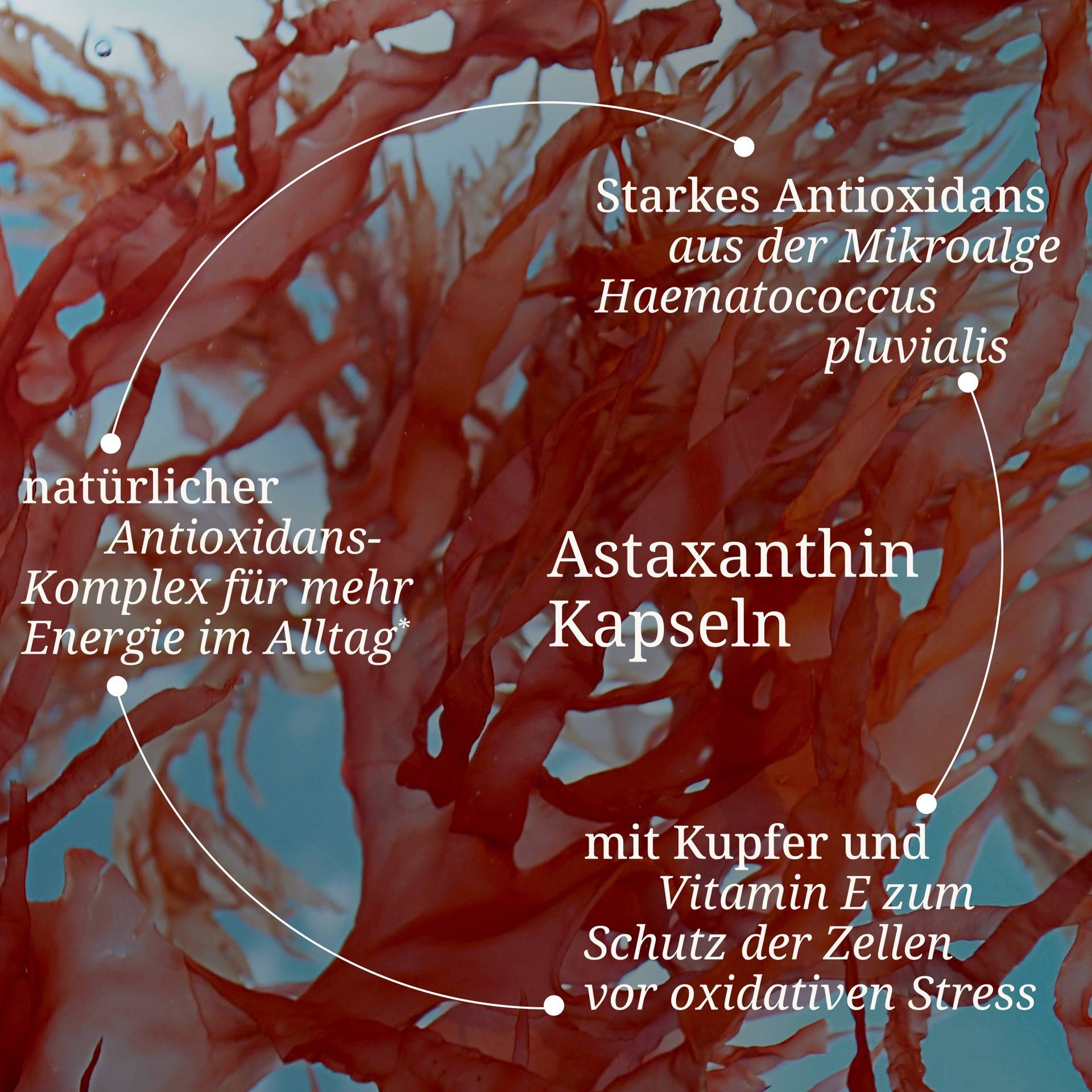 Astaxanthin Kapseln.jpg