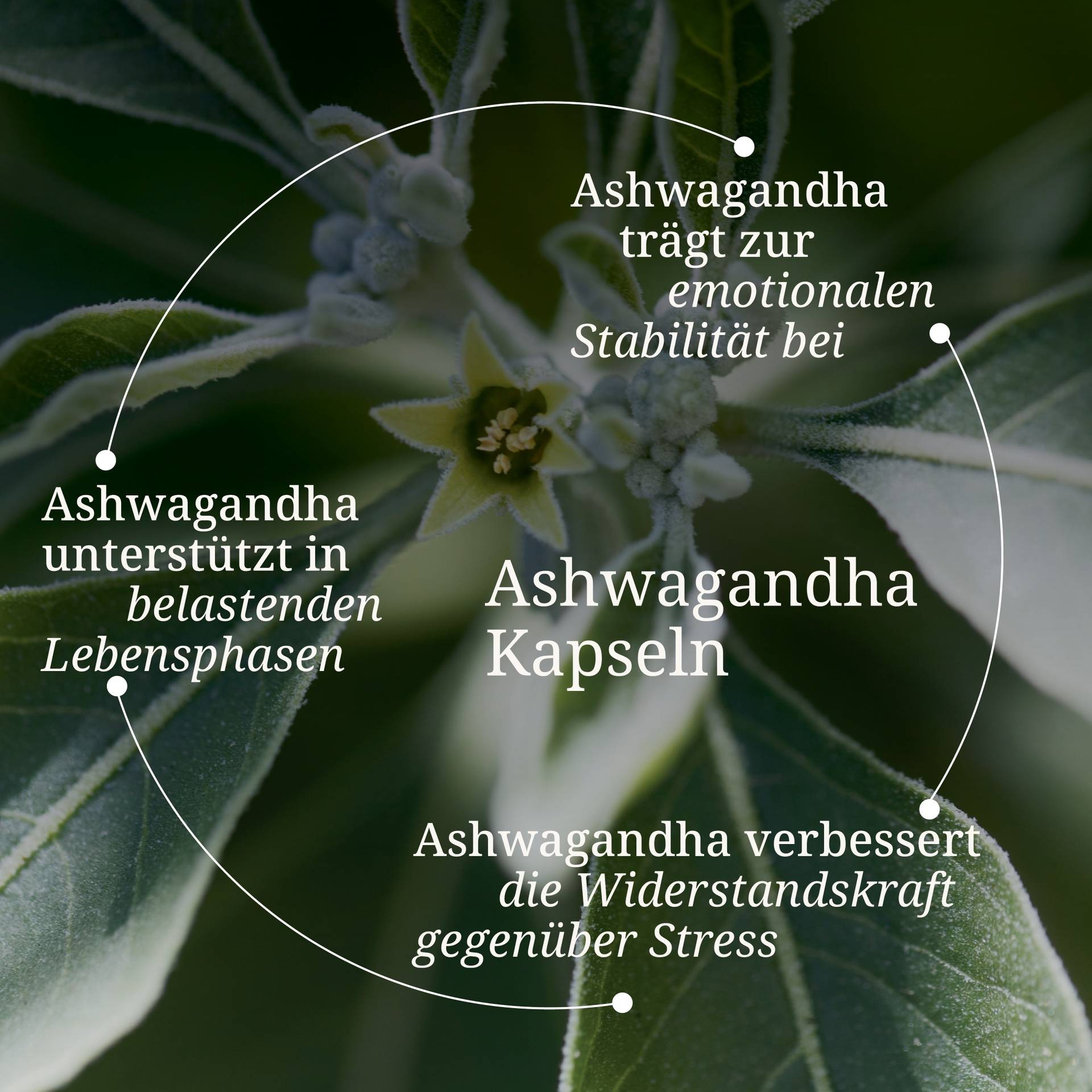 Ashwagandha.jpg