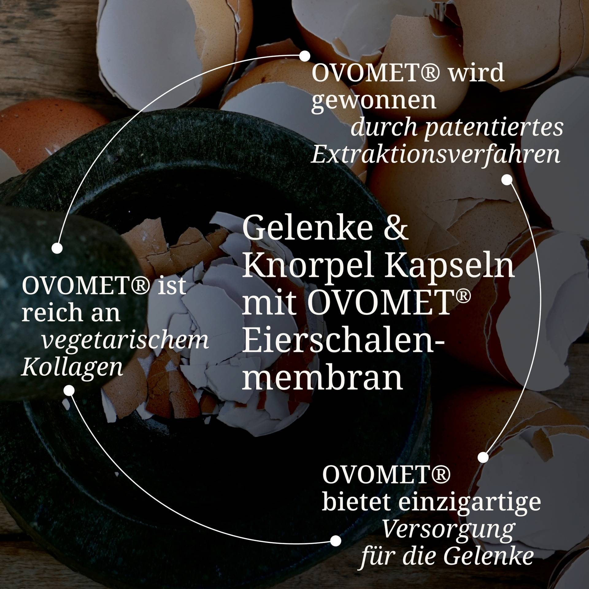 Gelenke & Knorpel Kapseln.jpg