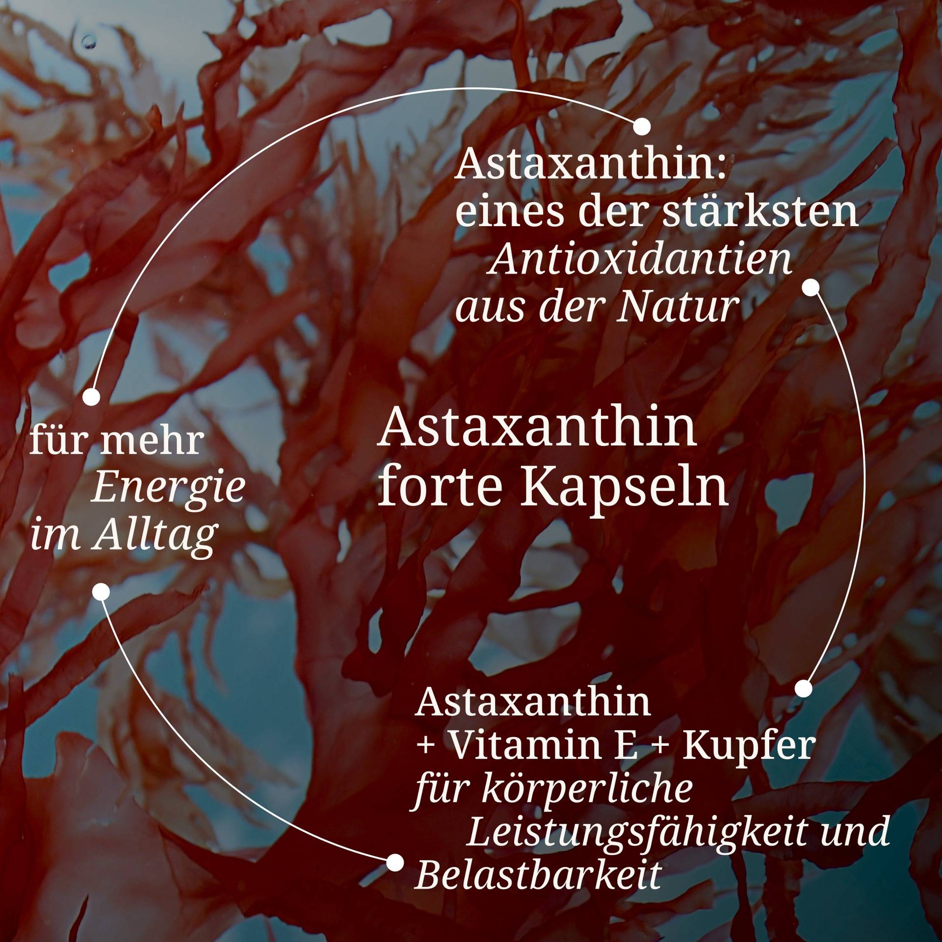 20240113_pdp Bilder_Astaxanthin_Forte_Kapseln.jpg