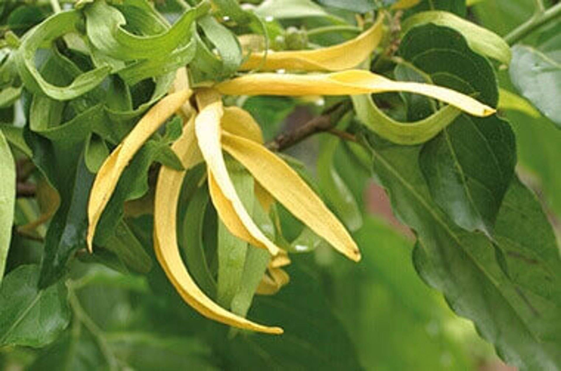 Ylang Ylang