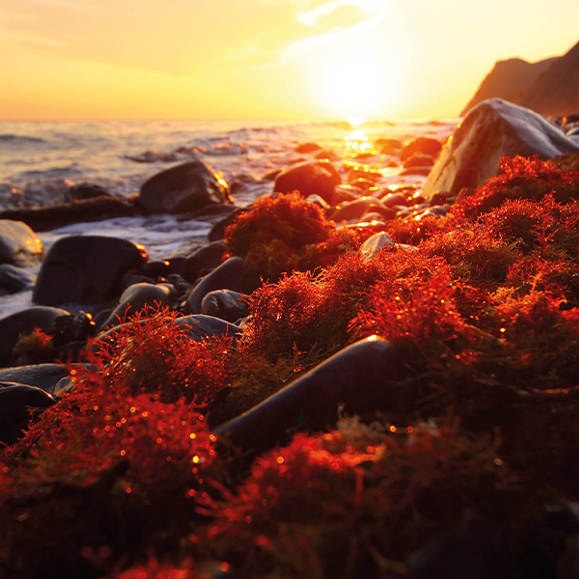 Astaxanthin Wirkung, Nebenwirkungen, Dosierung VitaminExpress