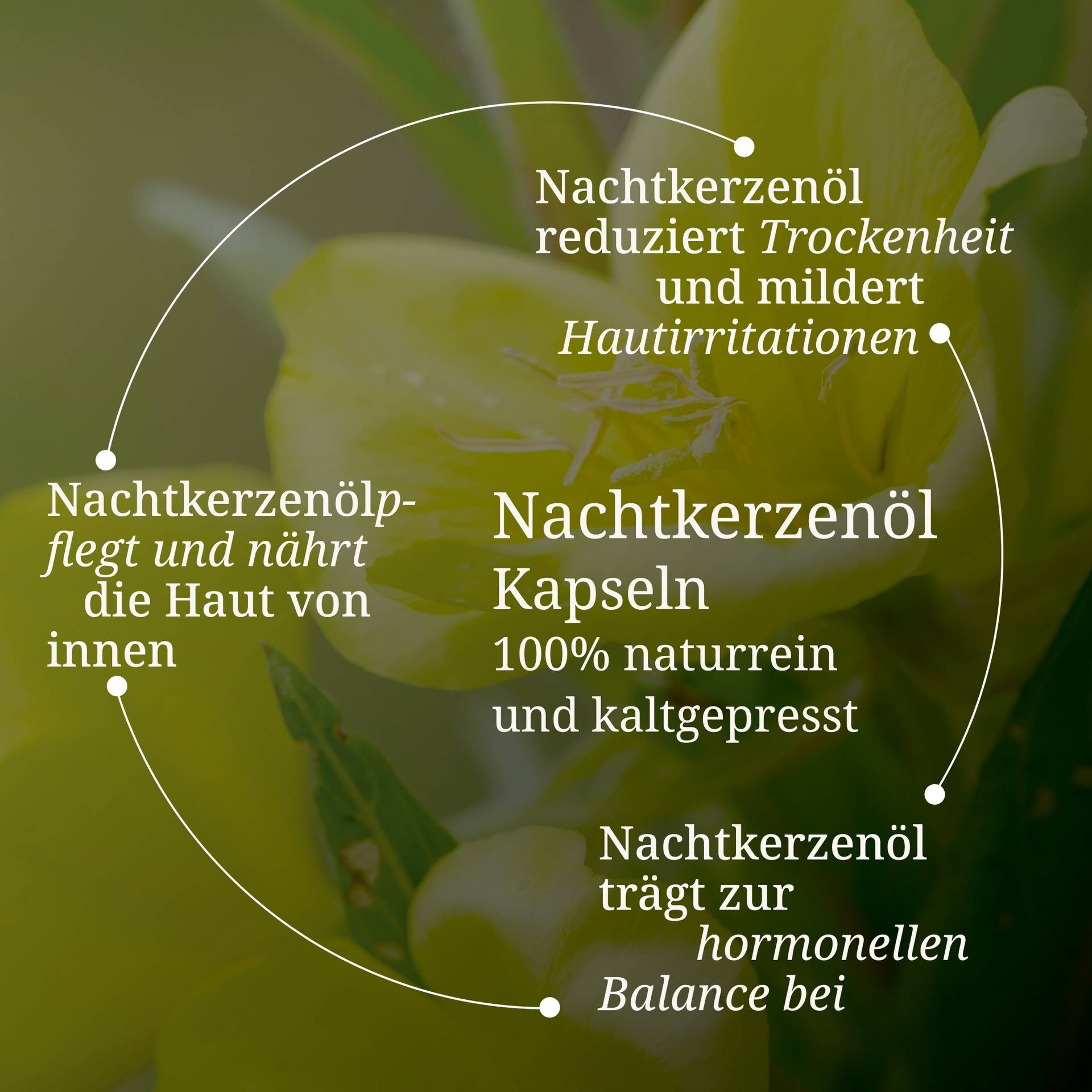 71822-Nachtkerzenol-Kapseln-Pflanze.jpg