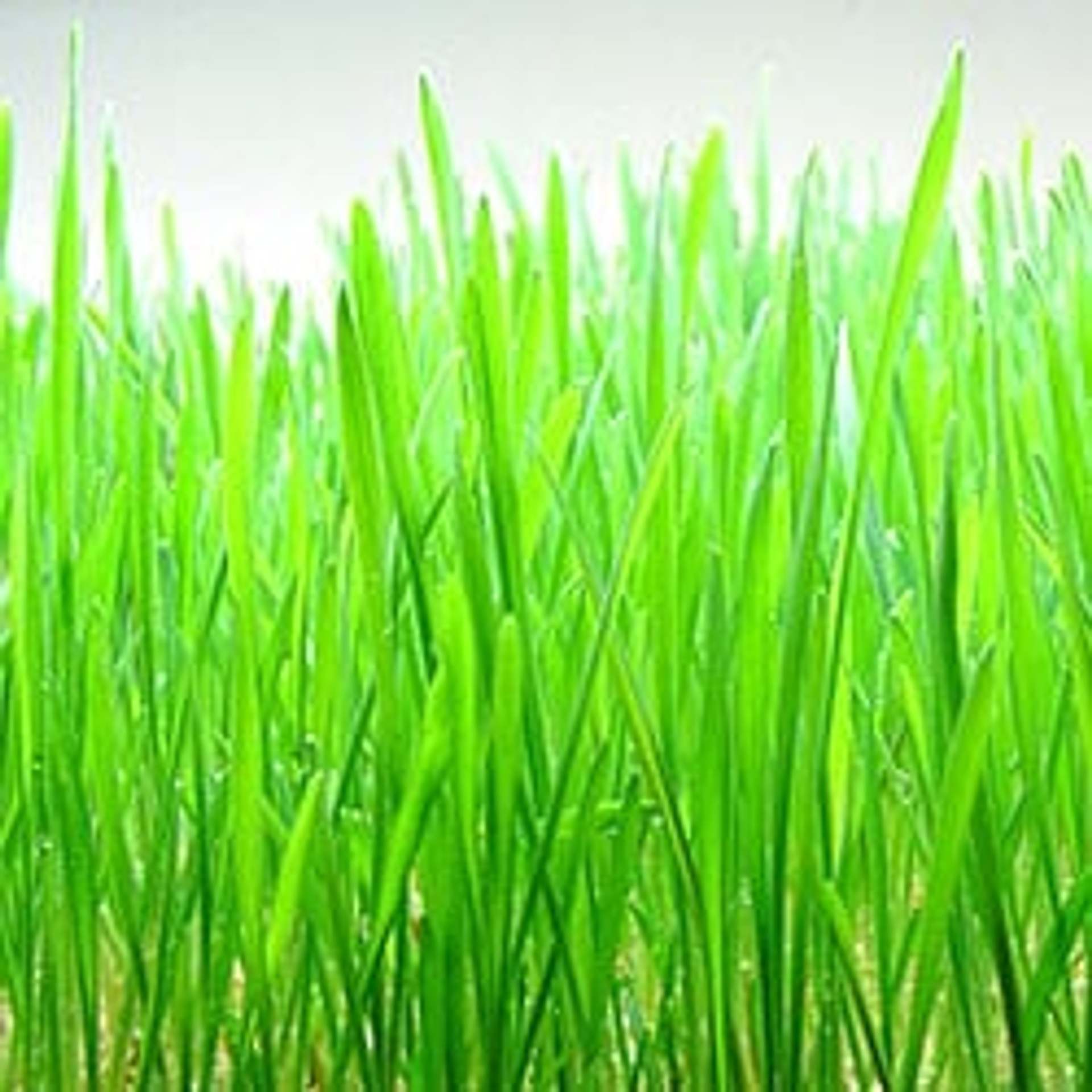 Wheatgrass.jpg