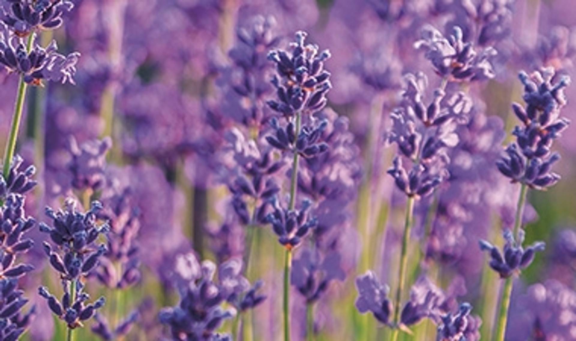 Lavendel_.jpg