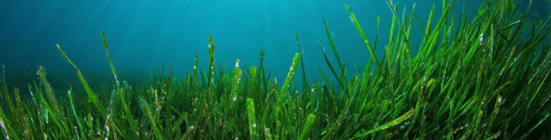 Spirulina Wirkung, Herkunft, Anwendung