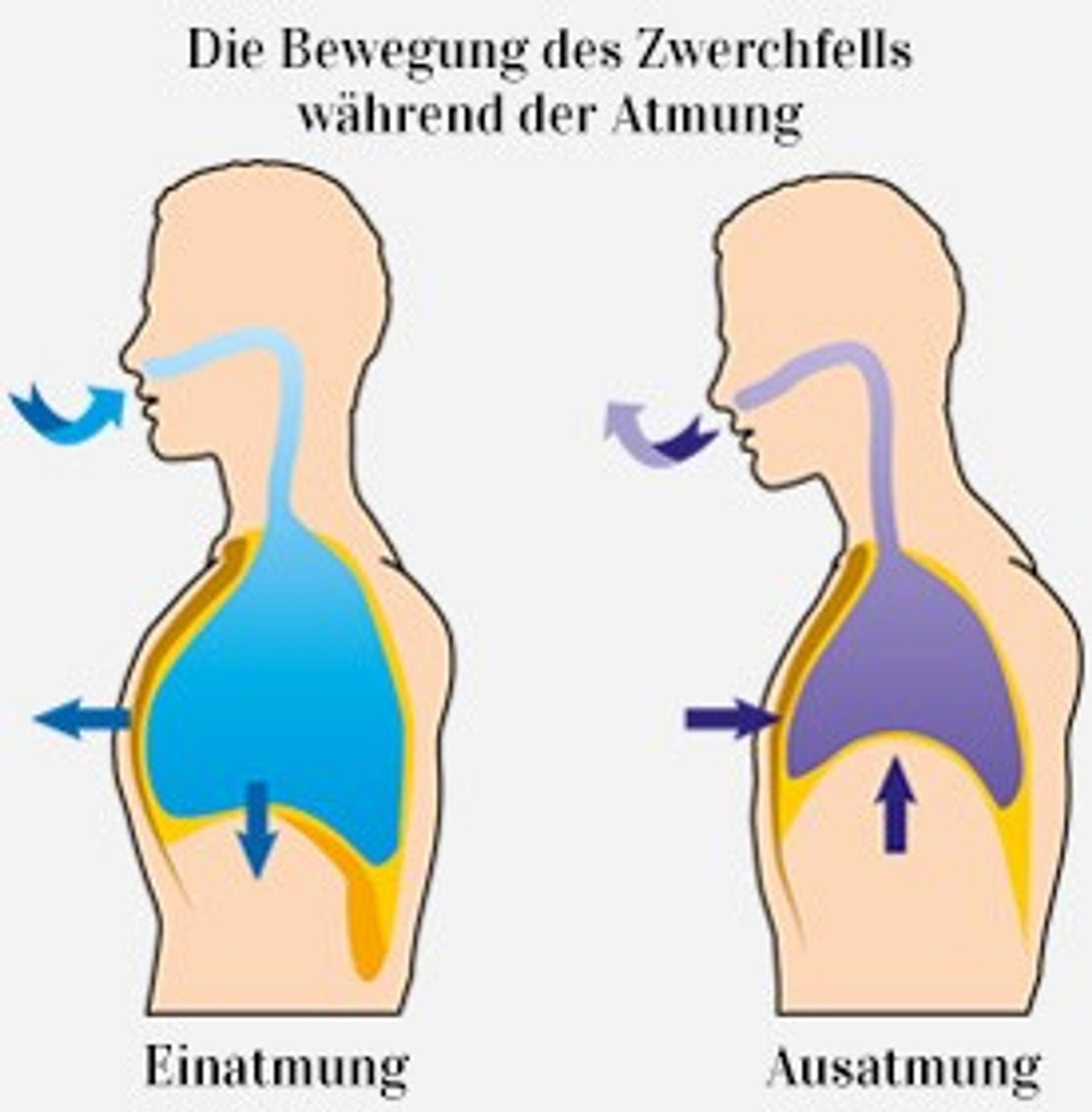 Tief durchatmen: Tipps für die Atemwege | Bärbel Drexel Blog