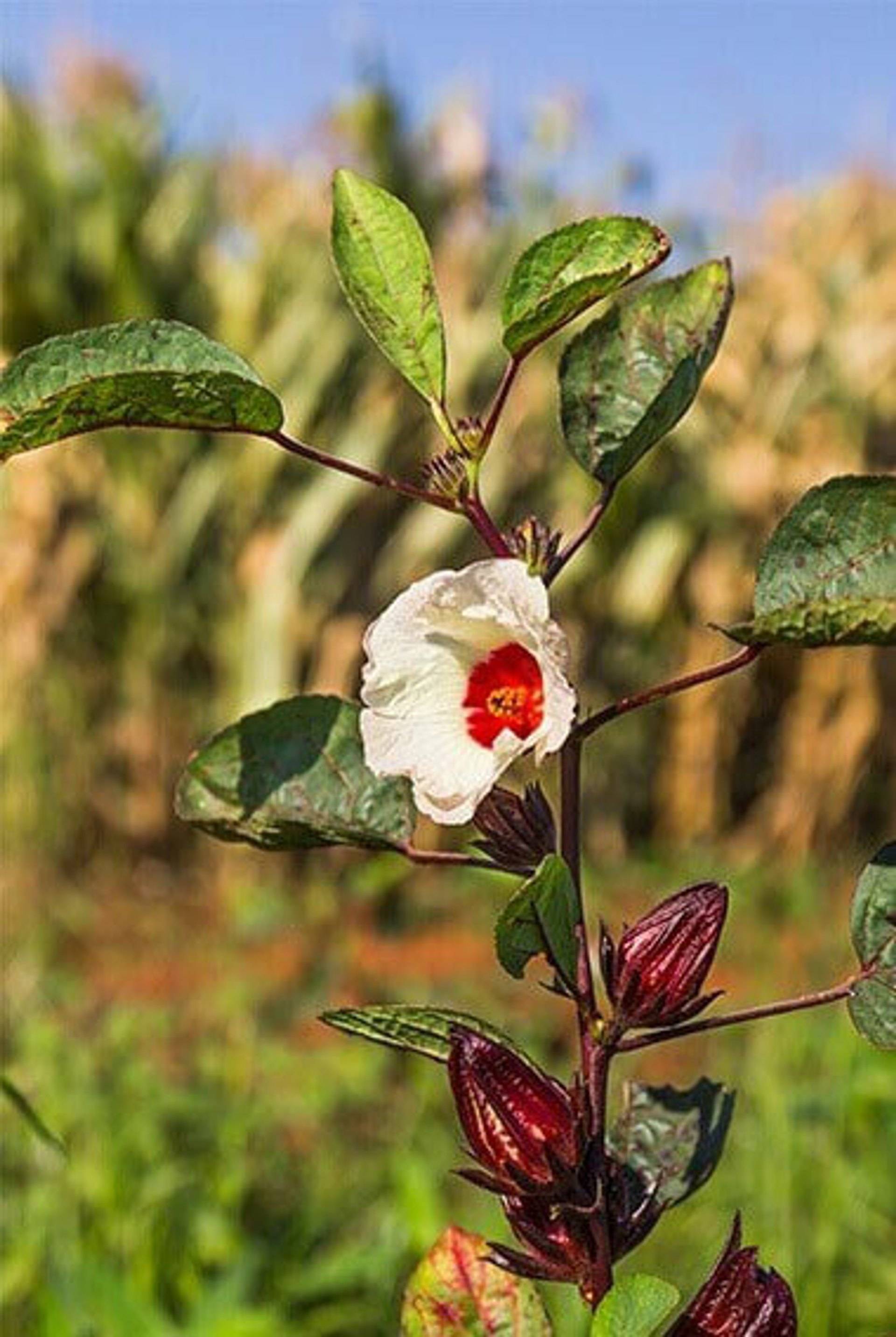 Hibiskus Herkunft, Inhaltsstoffe & Wirkung Bärbel Drexel