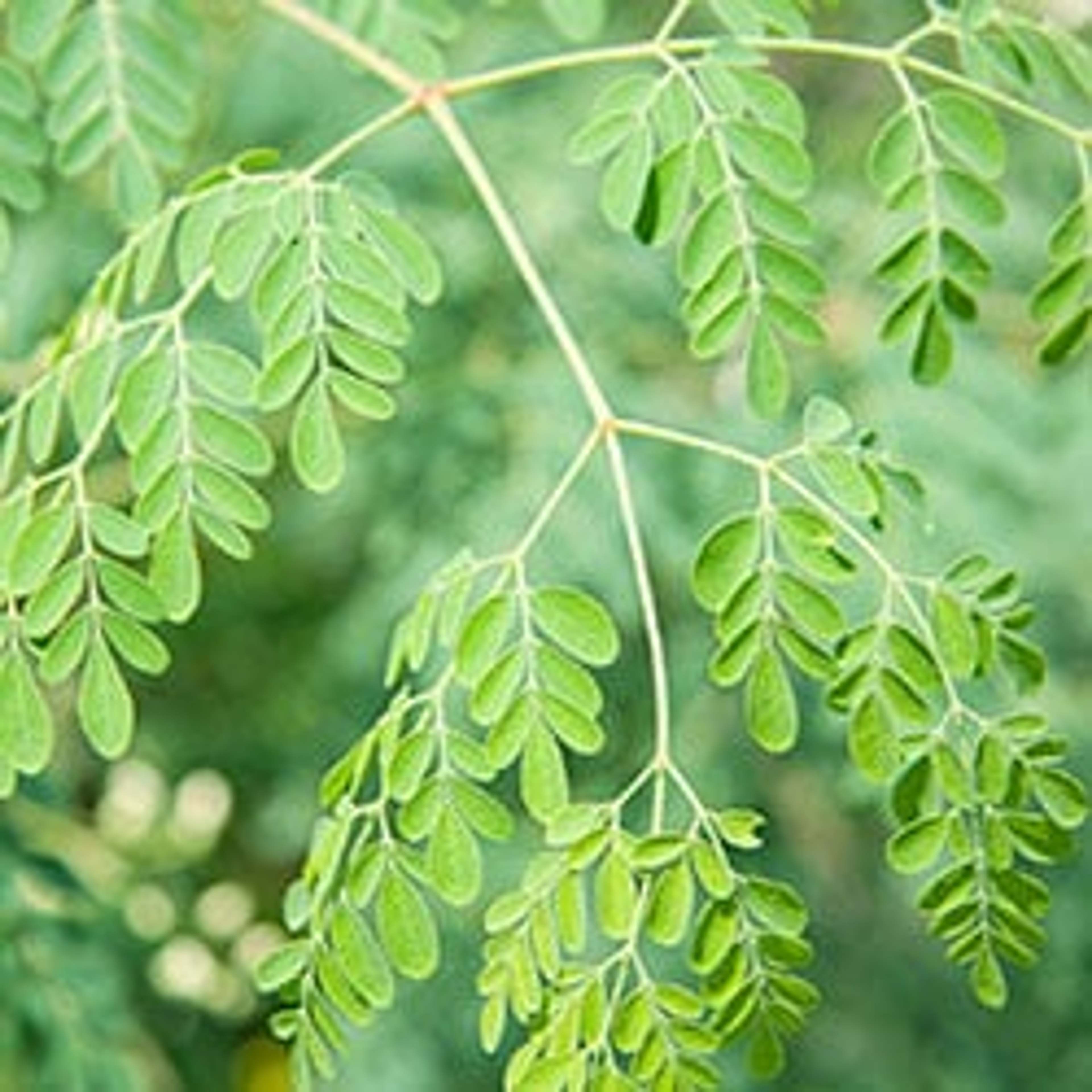La Moringa è una pianta unica che può essere usata per un'ampia varietà di disturbi.