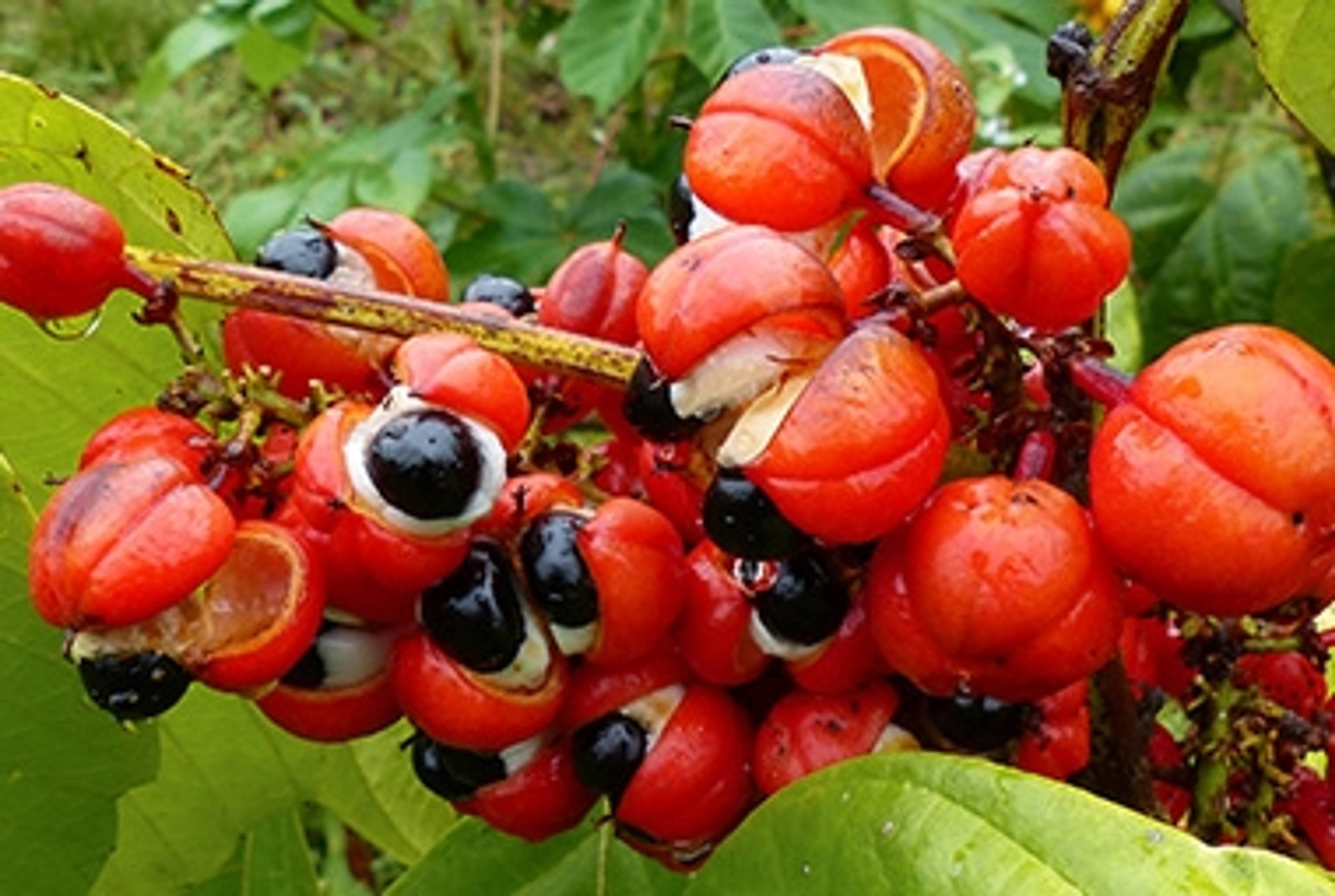 Guarana-Kraft.jpg